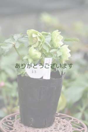 画像8: DDグリーンホワイトエッヂ小輪「一茶」スポット　原種ハイブリット　No/2363