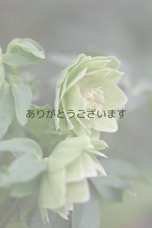 画像4: DDグリーンホワイトエッヂ小輪「一茶」スポット　原種ハイブリット　No/2363