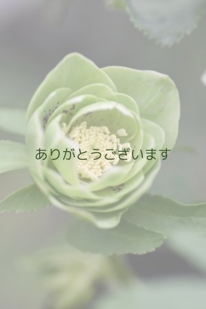 画像5: DDグリーンホワイトエッヂ小輪「一茶」スポット　原種ハイブリット　No/2363