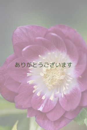 画像2: DDレッド底白ゴールド　No/2368　