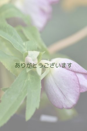 画像6: DDレッド底白ゴールド　No/2368　