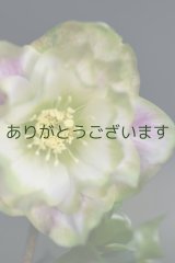 DDホワイトピンクかすりグリーンリップ　桜利休かすり　　No/2371