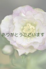 DD淡ピンクかすりグリーンリップ　桜利休かすり　　No/2378