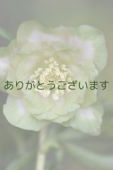 DDピンク濃太グリーンリップ　鶯(うぐいす)利休・桜　　No/2381