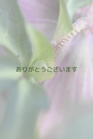 画像10: DDピンクグリーンリップ　桜利休　　No/2375