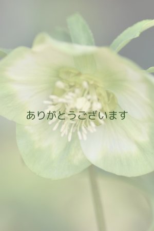 画像4: SSホワイトグリーンリップ　利休　No/2384　