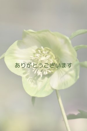 画像7: SSホワイトグリーンリップ　利休　No/2384　