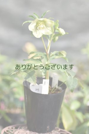 画像14: SSホワイトグリーンリップ　利休　No/2384　