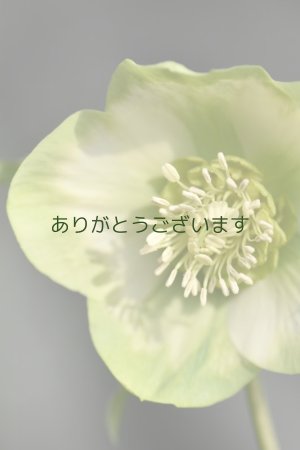 画像5: SSホワイトグリーンリップ　利休　No/2384　