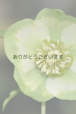 画像2: SSホワイトグリーンリップ　利休　No/2384　