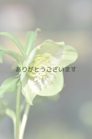 画像8: SSホワイトグリーンリップ　利休　No/2384　