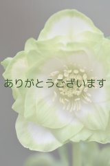 DDホワイトグリーンリップ　利休　　No/23114　ハート♡あり【脇芽がびみょうです。訳あり】