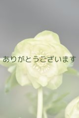 DDホワイトグリーンリップ　利休　小りん系　　No/23121　【２番花・多花】　　