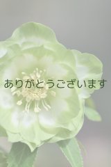 DDホワイトグリーンリップ　ハート♡利休　No/23129　　【花弁に点・傷みあり】