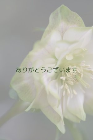 画像4: DDホワイトグリーンリップ　利休かすり　　　No/23130　　