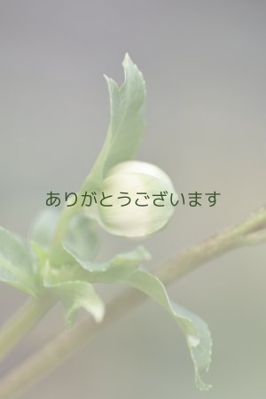 画像8: DDホワイトグリーンリップ　利休かすり　　　No/23130　　