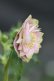 画像5: DDピンクフルミスト　ホワイトグリーンリップ　カラー　　　No/23134　【花茎２の内１本先のツボミが？です。】