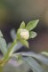 画像7: DDピンクフルミスト　ホワイトグリーンリップ　カラー　　　No/23134　【花茎２の内１本先のツボミが？です。】