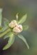 画像8: DDピンクフルミスト　ホワイトグリーンリップ　カラー　　　No/23134　【花茎２の内１本先のツボミが？です。】