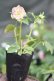 画像11: DDピンクフルミスト　ホワイトグリーンリップ　カラー　　　No/23134　【花茎２の内１本先のツボミが？です。】