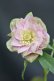 画像4: DDピンクフルミスト　ホワイトグリーンリップ　カラー　　　No/23134　【花茎２の内１本先のツボミが？です。】