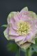 画像2: DDピンクフルミスト　ホワイトグリーンリップ　カラー　　　No/23134　【花茎２の内１本先のツボミが？です。】