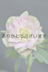 DDピンクフルミスト　ホワイトグリーンリップ　カラー　　　No/23134　【花茎２の内１本先のツボミが？です。】
