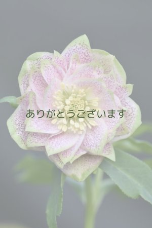 画像1: DDピンクフルミスト　ホワイトグリーンリップ　カラー　　　No/23134　【花茎２の内１本先のツボミが？です。】