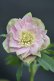 画像1: DDピンクフルミスト　ホワイトグリーンリップ　カラー　　　No/23134　【花茎２の内１本先のツボミが？です。】 (1)