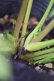 画像10: DDピンクフルミスト　ホワイトグリーンリップ　カラー　　　No/23134　【花茎２の内１本先のツボミが？です。】