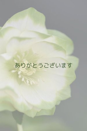 画像3: DDホワイトグリーンリップ　利休　　No/23136　　