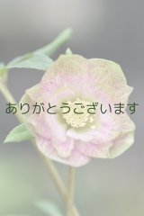 DDピンクミスト　グリーンリップカラー　　No/23106　【３番花】