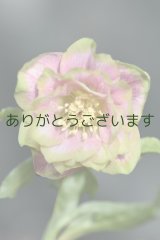 DD濃いピンクグリーンリップ　桜利休　　No/23105　【２番花】