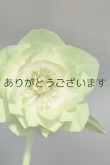 DDホワイトグリーンリップ　鶯(うぐいす)利休　　No/2399　【２番花】