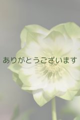 DDホワイトグリーンリップ　ハート♡利休　　No/2383　【２番花】