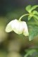画像7: SDホワイトグリーンリップ　利休　No/23151 【外花弁に傷みあり・２番花・花茎２本立ち】