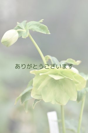 画像5: DDホワイトグリーンリップ　利休　【２番花】　No/24014