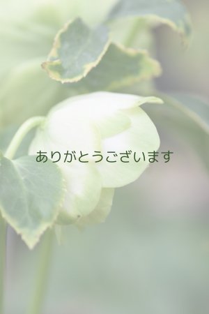 画像3: DDホワイトグリーンリップ　利休　【２番花】　No/24014