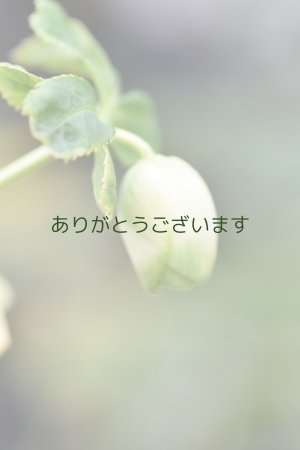 画像6: DDホワイトグリーンリップ　利休　【２番花】　No/24014