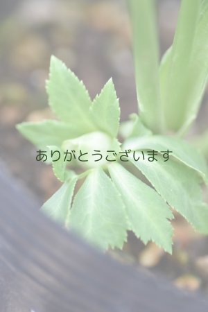 画像7: DDホワイトグリーンリップ　利休　【２番花】　No/24014