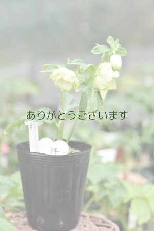 画像9: DDホワイトグリーンリップ　利休　【２番花】　No/24014