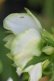 画像7: DDホワイトグリーンリップ　「利休」　【花弁に傷みあり・脇芽がびみょうです】　No/24024