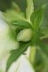 画像8: DDホワイトグリーンリップ　「利休」　【花弁に傷みあり・脇芽がびみょうです】　No/24024