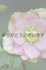 DDピンクグリーンリップ　桜利休　【花茎・葉に傷みあり】　No/24030