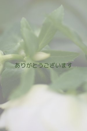 画像10: DDホワイトグリーンリップ　カップ咲き？　　　No/24034