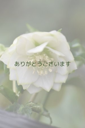 画像7: DDホワイトグリーンリップ　カップ咲き？　　　No/24034