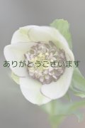 SDホワイト糸ピコティ多弁　【２番花】　No/24014