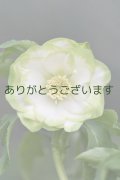 DDホワイトグリーンリップ　「利休」　【２番花・多花・充実株】　No/24050