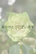 DDホワイトグリーンリップ　「鶯(うぐいす)利休」　　No/24052