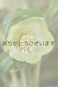 SDホワイトグリーンリップ　「利休」　【２番花・花茎3本立ち】　No/24015
